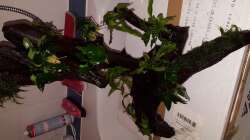 Wurzel 2 (Pflanzen mit schwarzem Bindfaden fixiert)