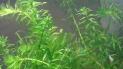 Mikrogeophagus Ramirezi - Electric Blue Nachwuchs