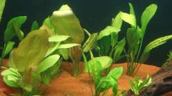 Echinodorus bleheri und Echinodorus grandiflorus