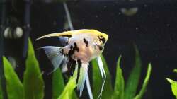 Skalar unsere ´Mona Lisa´