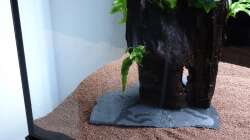 12.) Wurzel 1 mit Schieferplatte