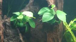 Anubias barteri sp. Bonsai