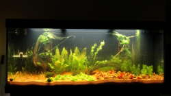 25. Probleme mit Fadenalgen