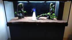 14.) Wurzeln eingesetzt und Garnelenkies eingebracht