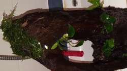 Wurzel 1 (Pflanzen mit Dupla Plant Fix liquid fixiert)