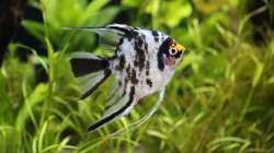 Skalar unsere ´Sissy´