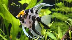 Skalar unser ´Knicky´