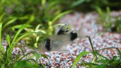 Corydoras Panda - Pandapanzerwels (1 von 10)