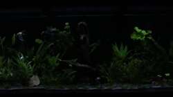 Gleich ist Nachtruhe