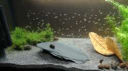 Durchzählen......... 1,2,3,4........172 die grössten sind knapp 1 cm Lang