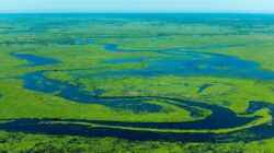 Das Pantanal-Feuchtgebiet in Brasilien ist der Ursprung meiner Inspiration