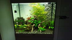 Aquarium Unterwasserwelt