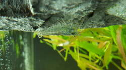 Besatz im Aquarium Unterwasserwelt