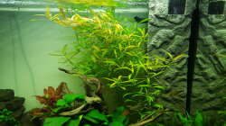 Pflanzen im Aquarium Unterwasserwelt