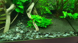 Pflanzen im Aquarium Unterwasserwelt