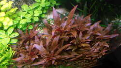 Lobelia Cardinalis - kleine Form