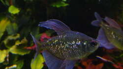 Eines meiner schönsten Brilliantsalmler