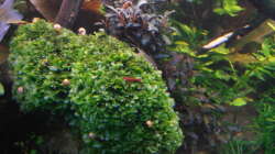 echter Süßwassertang auf Wurzel