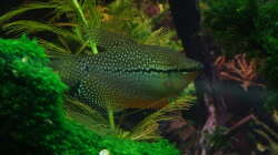 Einer meiner Mosaikfadenfische