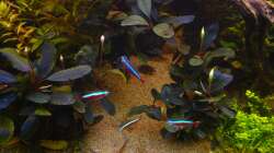 Neons vor Bucepalandren