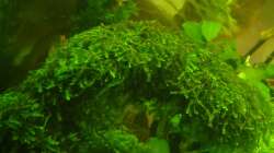 Pilo-Moos eines der schönsten Moose