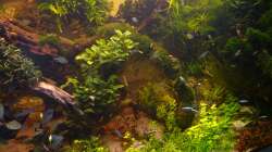 Reche Seite eim paar Steine raus und Pflanzen umgesetzt.