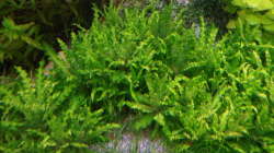 Kleiner Stern ´Daonoi´