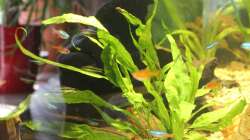 Javafarn auf Savannenwurzel