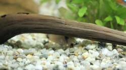 Fingerwurzel mit Panda-Panzerwels