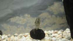 Amano-Garnele auf Erlenzapfen