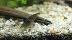 Fingerwurzel mit Amano-Garnele