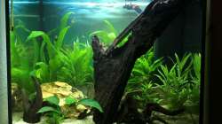 Einrichtung 3, erster Besatz nach 3 Tagen, da anderes Aquarium undicht