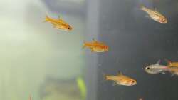 Feuertetras