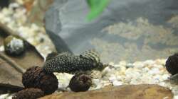 Brauner Antennenwels