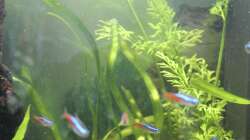 Feinblättriger Sumatrafarn