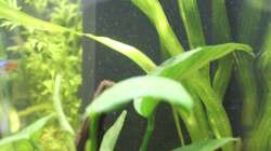 Gewelltblättrige Riesenvallisnerie