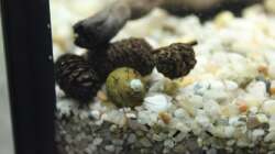 Haarige Turmdeckelschnecke