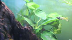 Anubia auf großer Mangrovenwurzel