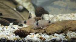 Panda-Panzerwels auf Seemandelbaumblatt