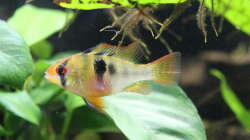 Schmetteringsbuntbarsch (Weibchen)