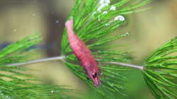 Red Fire Zwerggarnele