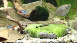 2te Welshöhle und Teichlebermoos