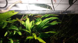 Besatz im Aquarium Kasumi