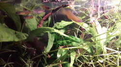 Besatz im Aquarium Kasumi