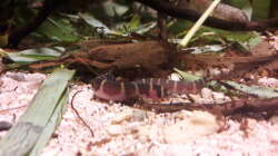 Besatz im Aquarium Kasumi