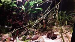 Pflanzen im Aquarium Kasumi