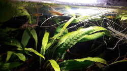 Besatz im Aquarium Kasumi