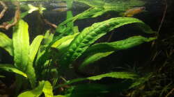 Besatz im Aquarium Kasumi