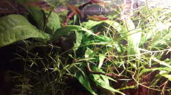 Besatz im Aquarium Kasumi