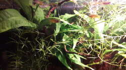 Besatz im Aquarium Kasumi